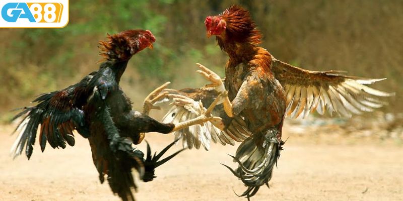 Bật mí kinh nghiệm khi đặt cược đá gà 88 thắng lớn