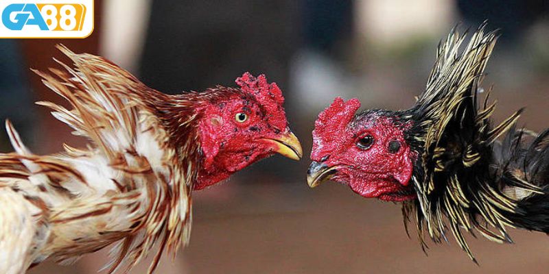 Bí quyết chơi đá gà bất bại