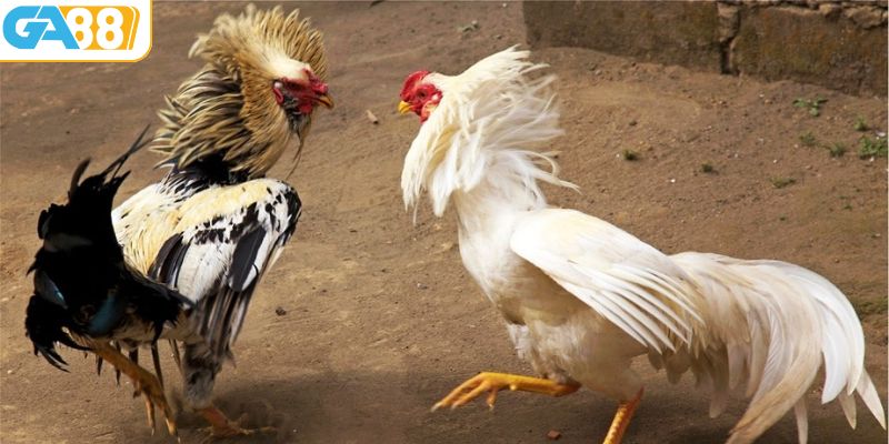 Bí quyết nâng cao chiến thắng