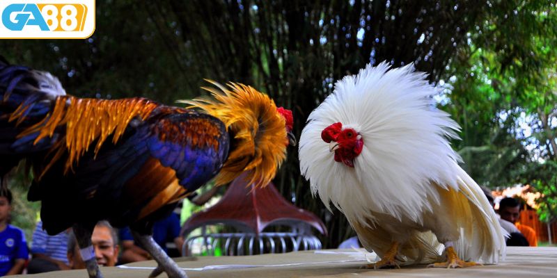 Các loại hình trực tiếp đấu gà