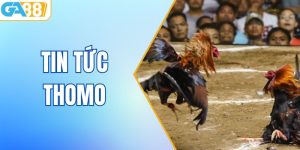 Cập Nhật Tin Tức Thomo Mới Nhất Về Kèo Đá Gà Hôm Nay