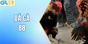 Đá Gà 88 - Điểm Đến Dành Cho Anh Em Đam Mê Chọi Gà