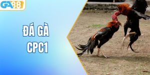 Đá Gà CPC1 - Theo Dõi Các Trận Đấu Kịch Tính Nhất Tại Ga88