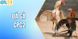 Đá Gà CPC2 - Trực Tiếp Các Trận Đấu Đỉnh Cao Nhất Tại GA88