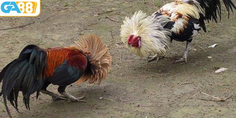 Đá gà cựa dao là hình thức đá gà CPC1 phổ biến