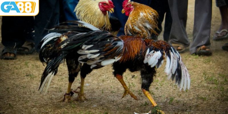 Đá gà cựa dao là loại hình vô cùng phổ biến