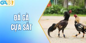 Đá Gà Cựa Sắt GA88: Cuộc Chiến Đỉnh Cao Giữa Các Chiến Kê
