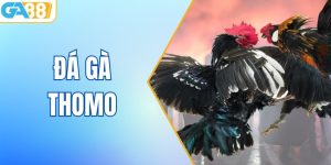 Đá Gà Thomo – Đỉnh Cao Giải Trí Cá Cược Cùng Nhà Cái GA88