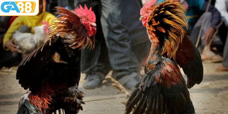 Đá gà Thomo trực tuyến