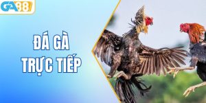 Đá Gà Trực Tiếp GA88 - Trải Nghiệm Hấp Dẫn Không Thể Bỏ Lỡ