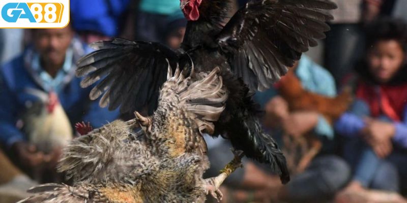 Hãy lựa chọn kèo cược phổ biến nhất tại GA88