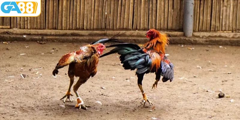 Hướng dẫn tham gia đá gà trực tiếp