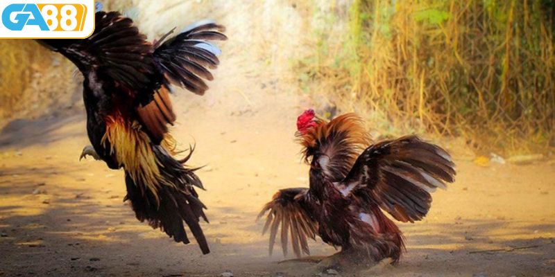 Lợi ích đá gà tại GA88