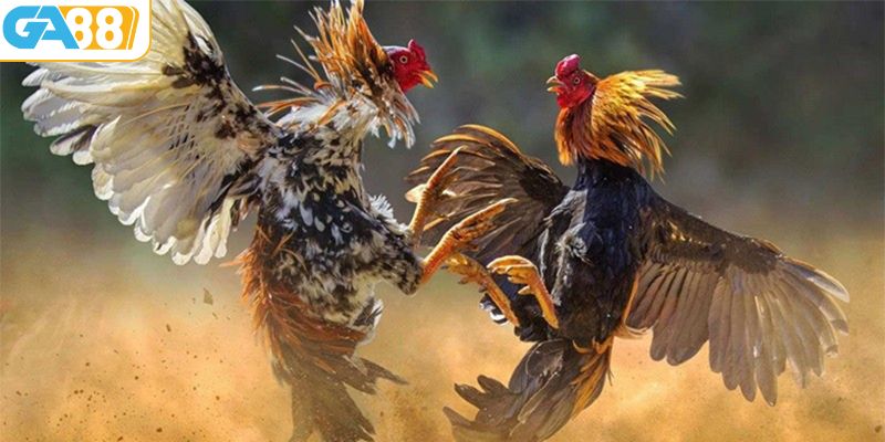 Lợi ích Thomo đá gà tại GA88