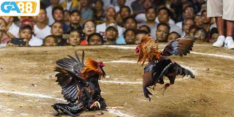 Sự phát triển của đá gà