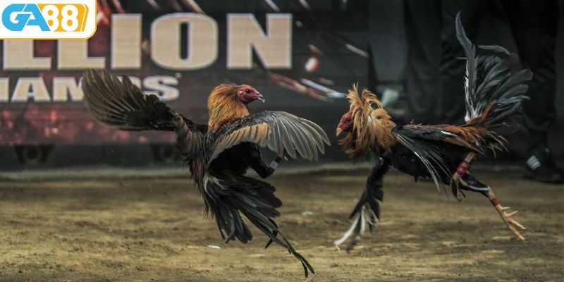 Sự phát triển đá gà Thomo