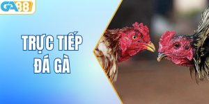 Trực Tiếp Đá Gà: Trải Nghiệm Giải Trí Đỉnh Cao Cùng GA88